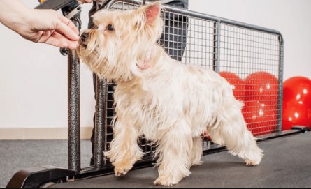 Training loopband hond