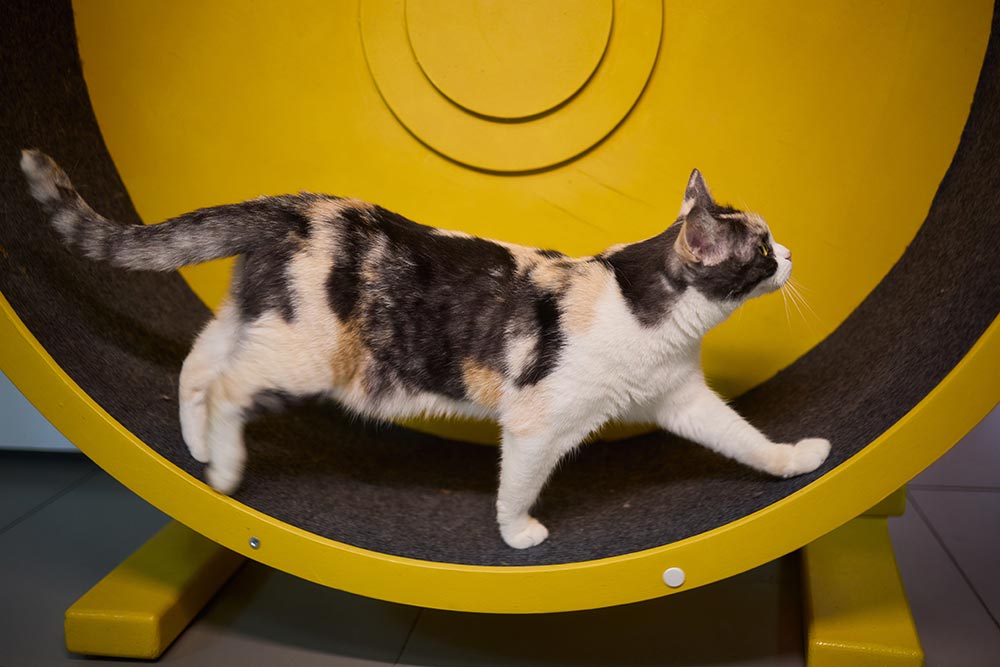 katten loop wiel